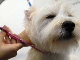 Стрижка собак и груминг в парикмахерских для животных в Екатеринбурге